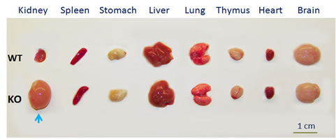 Bhd-Ksp-Cre-different organs